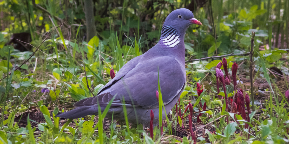 Pigeon eating